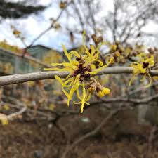 Attēlu rezultāti vaicājumam “Hamamelis virginiana flower”