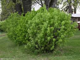 Attēlu rezultāti vaicājumam “Caragana arborescens”