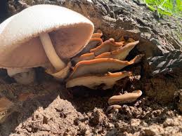 Attēlu rezultāti vaicājumam “Inonotus leporinus”