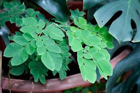 Attēlu rezultāti vaicājumam “Leguminosae”