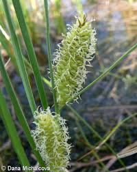 Attēlu rezultāti vaicājumam “Carex rostrata”