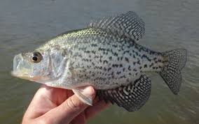 Image result for Pomoxis nigromaculatus