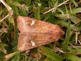 Attēlu rezultāti vaicājumam “Amphipoea”