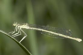 Attēlu rezultāti vaicājumam “Platycnemis pennipes”