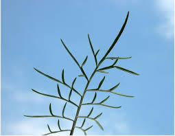 Image result for Scabiosa ochroleuca