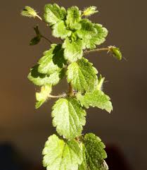 Attēlu rezultāti vaicājumam “Veronica persica leaf”