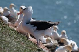 Image result for Thalassarche melanophris