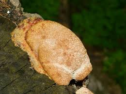 Attēlu rezultāti vaicājumam “Fuligo laevis”