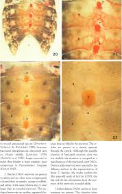 Attēlu rezultāti vaicājumam “Aradus betulae”