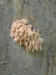 Attēlu rezultāti vaicājumam “Arcyria imperialis”