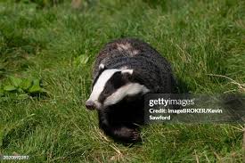 Attēlu rezultāti vaicājumam “Meles meles adult”