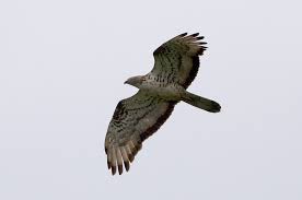 Attēlu rezultāti vaicājumam “Pernis apivorus adult”