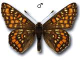 Attēlu rezultāti vaicājumam “Euphydryas maturna upperside”