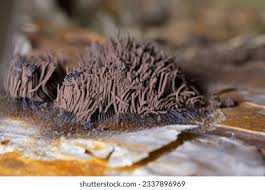 Attēlu rezultāti vaicājumam “Stemonitis fusca”