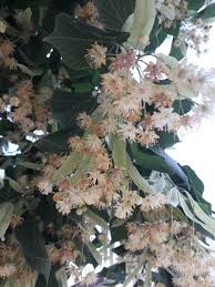 Attēlu rezultāti vaicājumam “Tilia platyphyllos subsp. cordifolia flower”