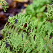 Attēlu rezultāti vaicājumam “Athyrium filix-femina”