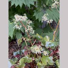 Attēlu rezultāti vaicājumam “Saxifraga cymbalaria fruit”