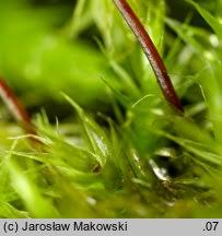 Attēlu rezultāti vaicājumam “Sciuro-hypnum populeum”