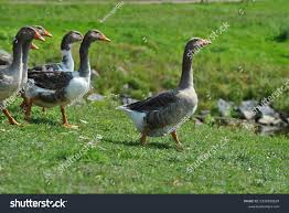 Attēlu rezultāti vaicājumam “Anser anser adult”