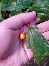 Attēlu rezultāti vaicājumam “Odontites vulgaris fruit”