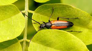 Attēlu rezultāti vaicājumam “Stenurella melanura”