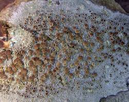 Attēlu rezultāti vaicājumam “Lecanora argentata”