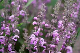 Image result for Salvia pratensis `Rose Rhapsody
