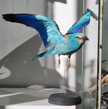 Attēlu rezultāti vaicājumam “Coracias garrulus adult”