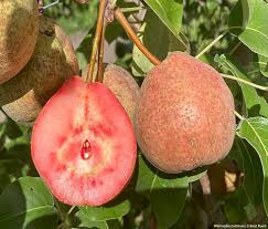 Attēlu rezultāti vaicājumam “Pyrus communis fruit”