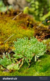 Attēlu rezultāti vaicājumam “Sedum pallidum”