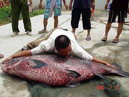 Image result for Mylopharyngodon piceus