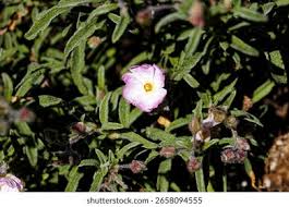 Attēlu rezultāti vaicājumam “Cistaceae”