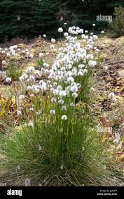 Attēlu rezultāti vaicājumam “Trichophorum cespitosum”