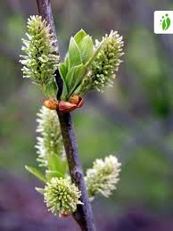 Attēlu rezultāti vaicājumam “Salix aurita”