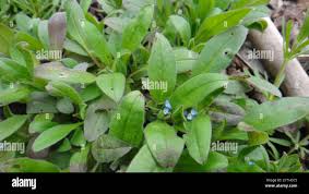 Attēlu rezultāti vaicājumam “Myosotis sparsiflora flower”