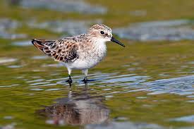 Attēlu rezultāti vaicājumam “Calidris minuta”
