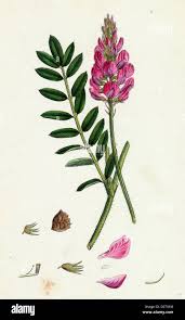 Attēlu rezultāti vaicājumam “Onobrychis arenaria fruit”