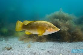 Image result for Labrus bergylta