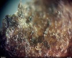 Attēlu rezultāti vaicājumam “Lycogala confusum macro”