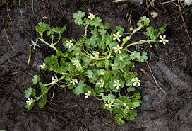 Attēlu rezultāti vaicājumam “Ranunculus brunnescens”