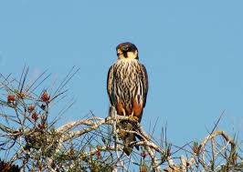 Image result for Falco amurensis
