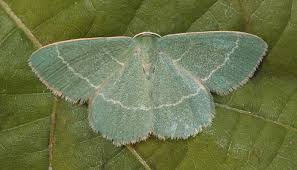 Attēlu rezultāti vaicājumam “Chlorissa viridata”