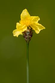 Attēlu rezultāti vaicājumam “Trichia ambigua stalked”