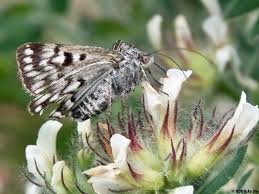 Attēlu rezultāti vaicājumam “Callistege mi”