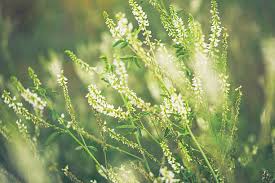 Attēlu rezultāti vaicājumam “Melilotus albus leaf”