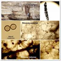 Attēlu rezultāti vaicājumam “Stemonitis pallida var. rubescens”