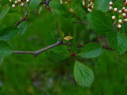 Attēlu rezultāti vaicājumam “Crataegus douglasii”