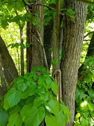 Attēlu rezultāti vaicājumam “Tilia americana”