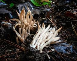 Attēlu rezultāti vaicājumam “Clavaria fumosa”