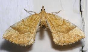 Attēlu rezultāti vaicājumam “Eulithis mellinata”